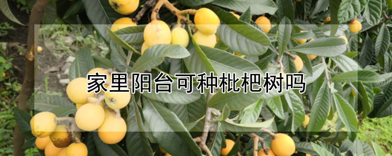 家裏陽台可種枇杷樹嗎