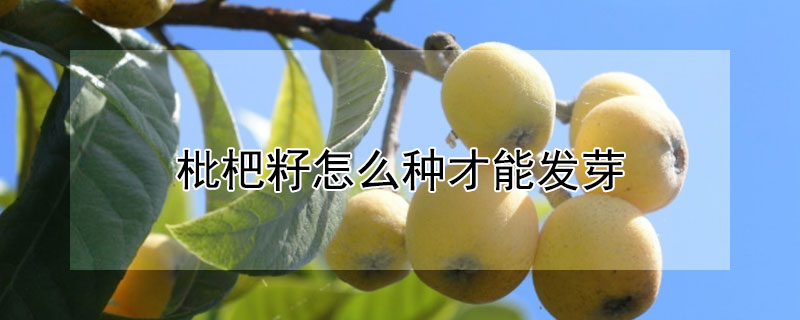 枇杷籽怎麼種才能發芽