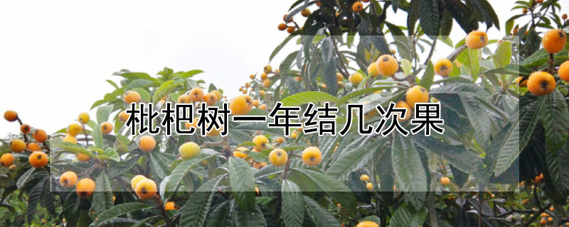 枇杷樹一年結幾次果