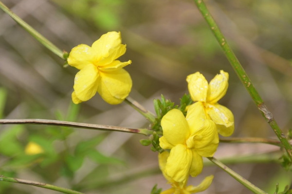 迎春花蔫了怎麼回事