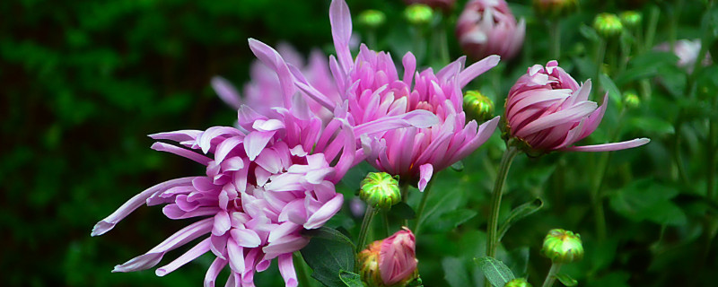 菊花盆栽冬天怎麼養