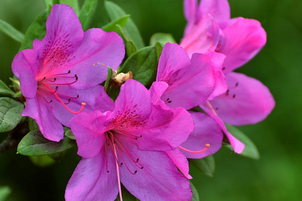 盆栽杜鵑花期