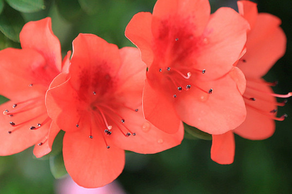 盆栽杜鵑花期