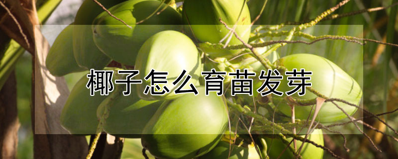 椰子怎麼育苗發芽