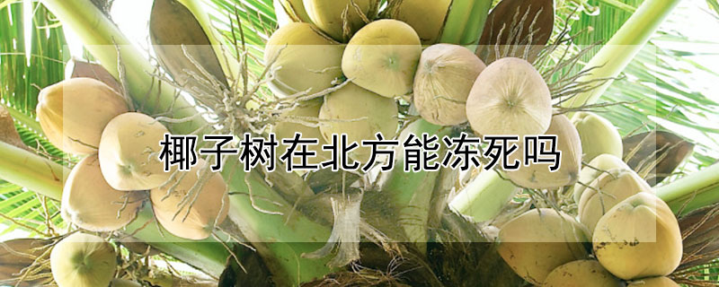 椰子樹在北方能凍死嗎