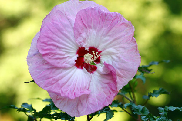 芙蓉花小苗不長怎麼回事