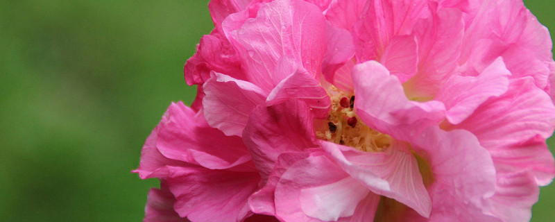 芙蓉花是什麼花