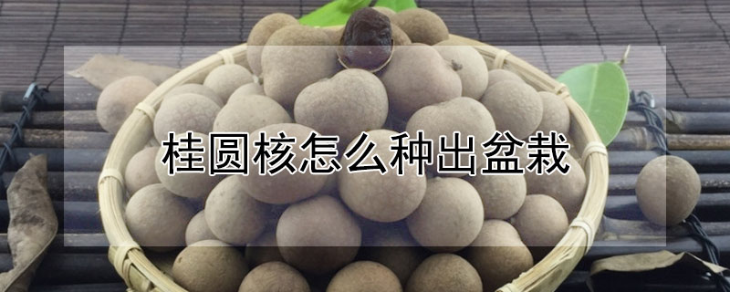 桂圓核怎麼種出盆栽