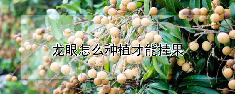 龍眼怎麼種植才能掛果