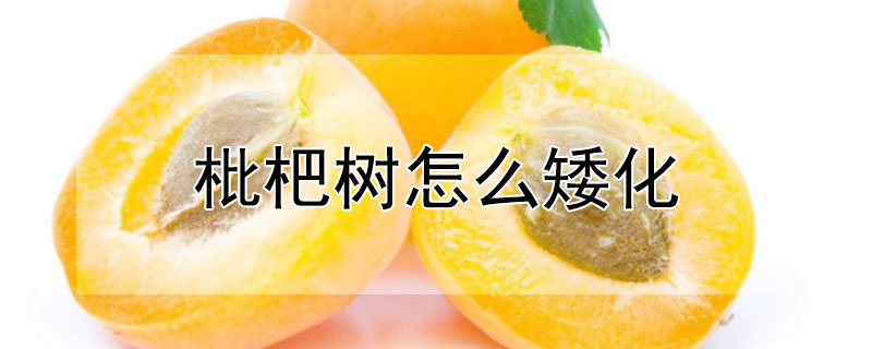 枇杷樹怎麼矮化