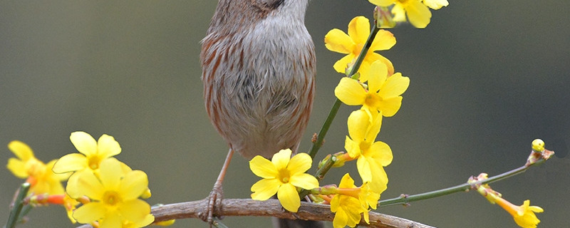 迎春花怎麼養殖方法