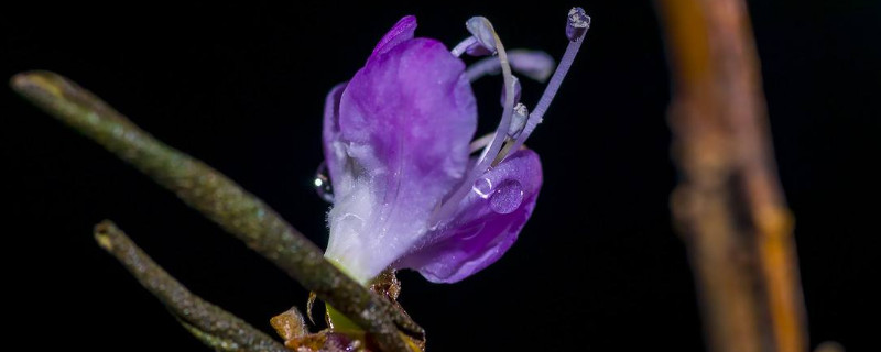 幹杜鵑花泡多久能開花