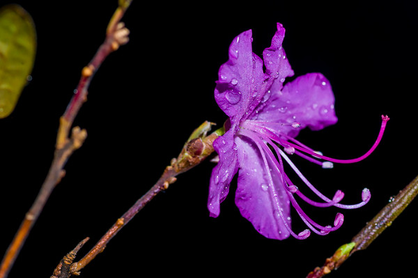 幹杜鵑花泡多久能開花