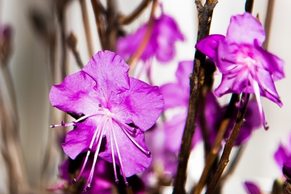 幹杜鵑花泡多久能開花