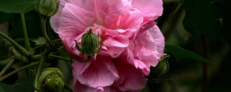 芙蓉花冬天怎麼養