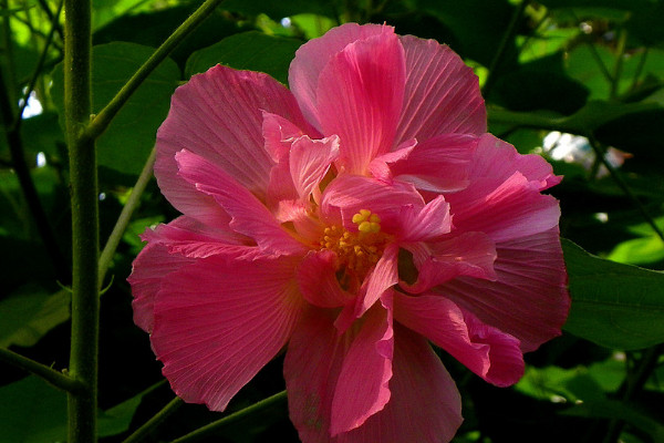 芙蓉花冬天怎麼養