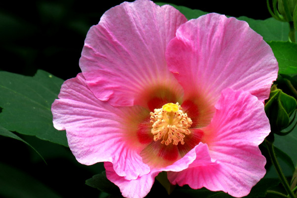 芙蓉花冬天怎麼養