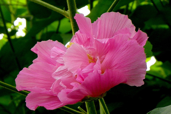 芙蓉花和木槿花的區別