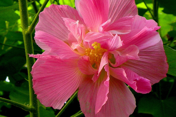 芙蓉花花期可以施肥嗎