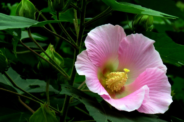 芙蓉花如何做成幹花