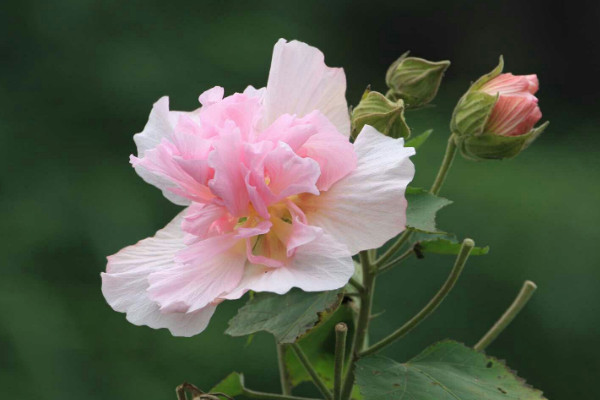 芙蓉花施肥多少為宜