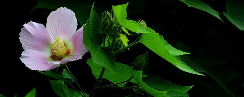 盆栽木芙蓉多高打頂