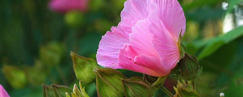 芙蓉花養在家裏對人有危害嗎