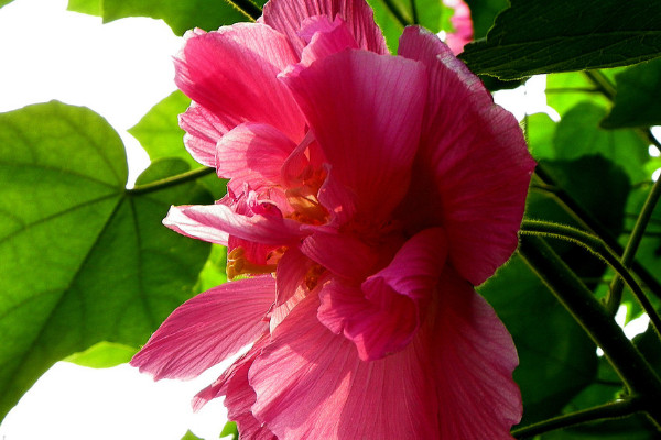 芙蓉花養在家裏對人有危害嗎