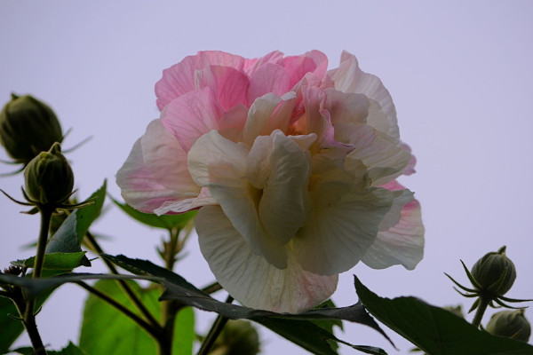 芙蓉花養在家裏對人有危害嗎