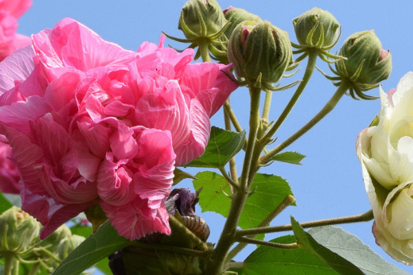 芙蓉花怎麼換盆