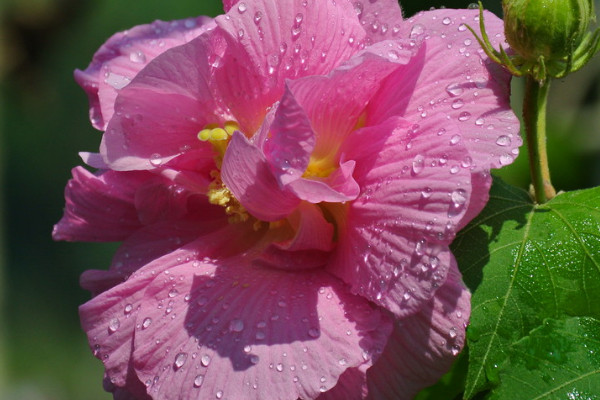 芙蓉花怎麼生根