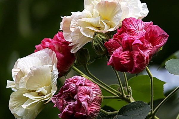 芙蓉花怎麼生根