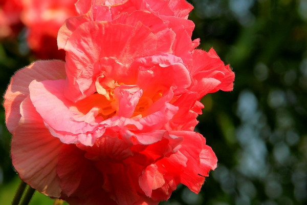 芙蓉花長蟲子了怎麼辦