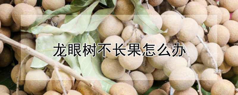 龍眼樹不長果怎麼辦