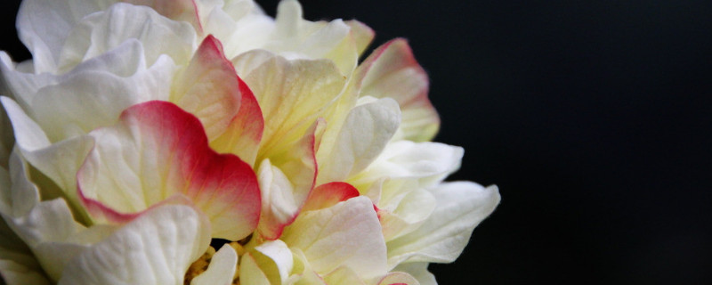 芙蓉花為什麼長的細高