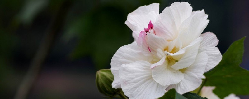 芙蓉花如何換盆澆水養護