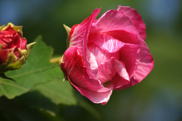 芙蓉花如何換盆澆水養護