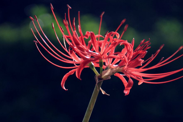 彼岸花球莖多少天開花