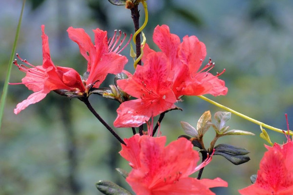 杜鵑花盆栽能活幾年