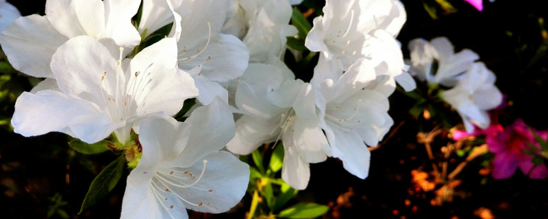 杜鵑花是宿根花卉嗎