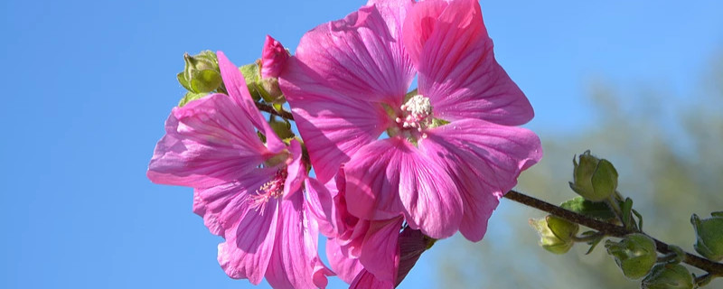 芙蓉花葉子發白怎麼回事