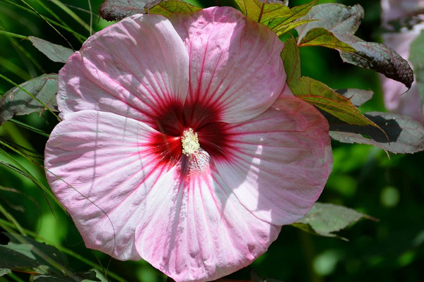 芙蓉花不長是什麼原因