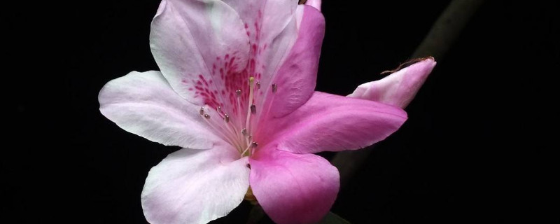 怎樣給杜鵑花催花