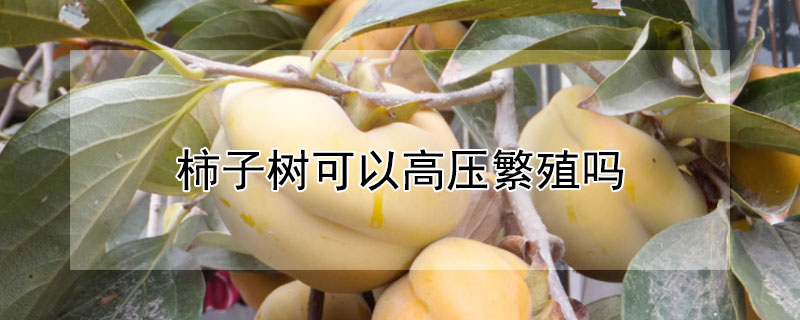 柿子樹可以高壓繁殖嗎