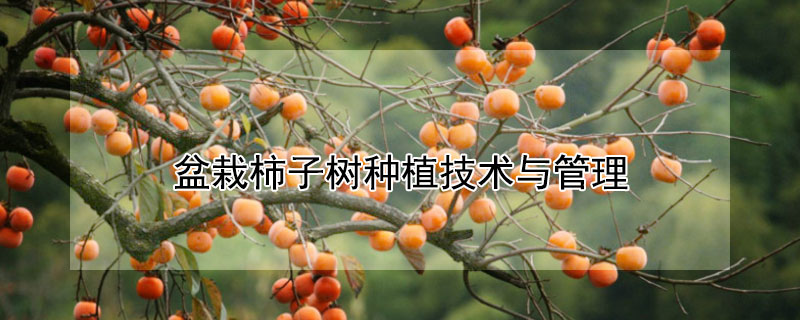 盆栽柿子樹種植技術與管理