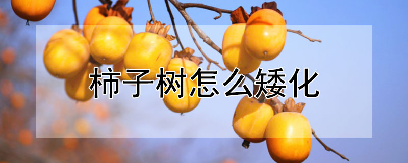 柿子樹怎麼矮化