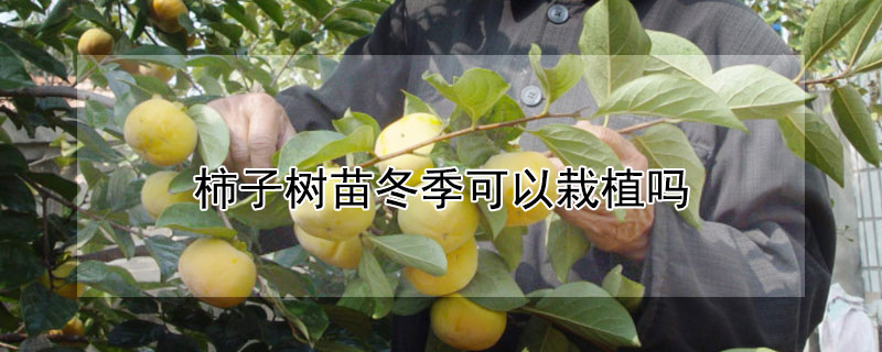 柿子樹苗冬季可以栽植嗎