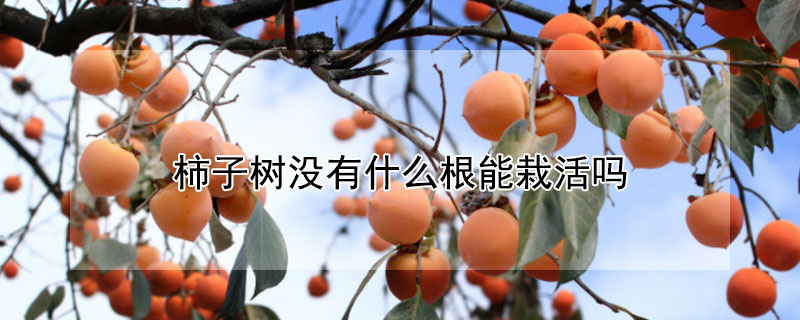 柿子樹沒有什麼根能栽活嗎