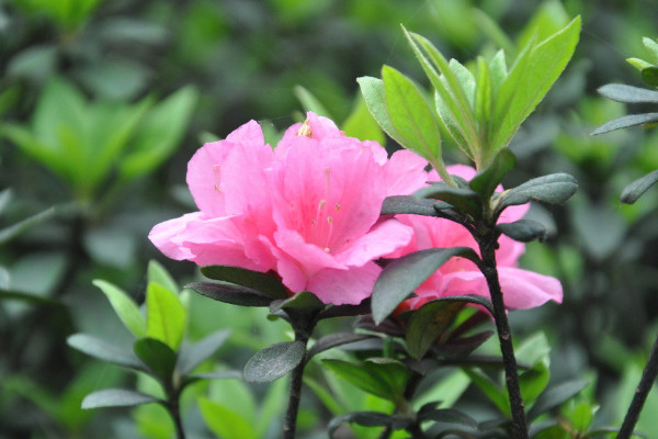 杜鵑花什麼時候長葉