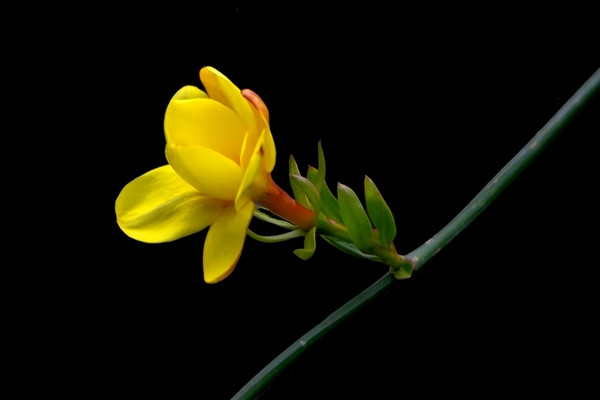 迎春花秋季需要控水嗎